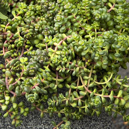 green succulent foliage of stonecrop