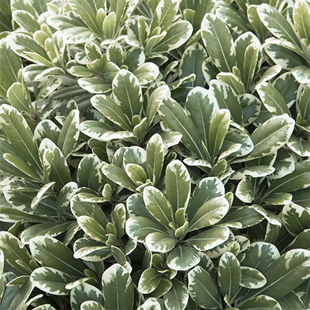green pittosporum leaves with cream edges