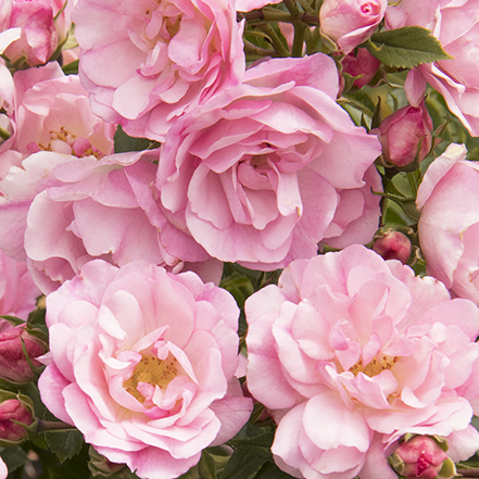 many pink roses clustered together