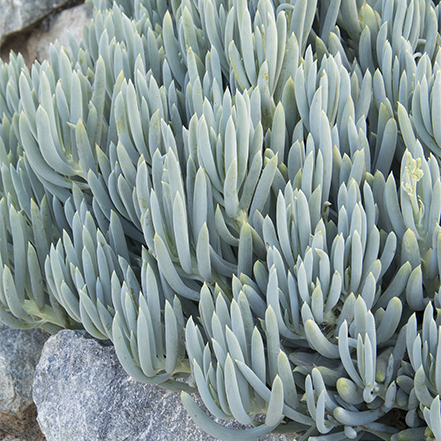blue chalskticks with verticle blue succulent leaves