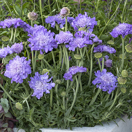 purple pincushion flowers in container