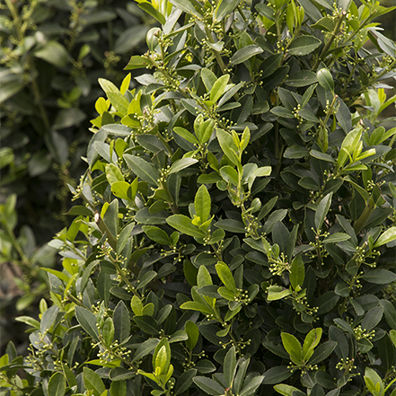 green leaves on emerald colonnade holly