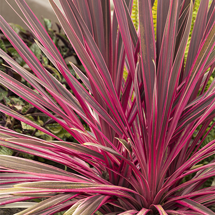 pink palm spikes