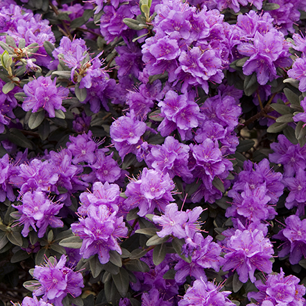 purple ramapo rhododendron
