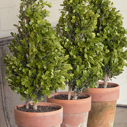 boxwood topiaries in containers