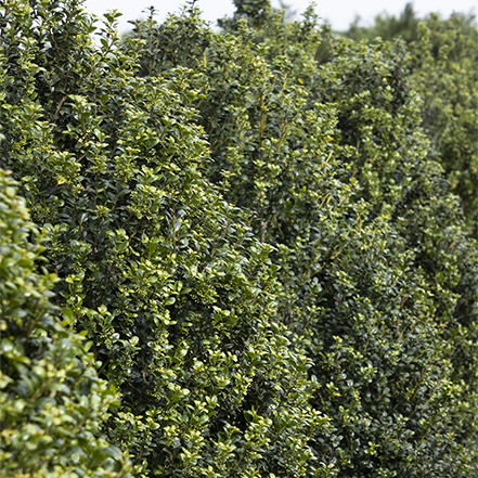 steeds upright japanese holly hedge
