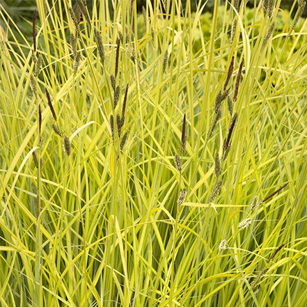 golden sedge grass