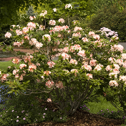 peach and pink cannon's double azalea shrub
