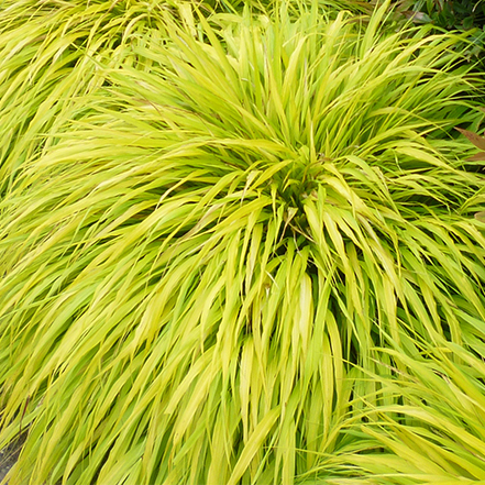 chartreuse all gold japanese forest grass