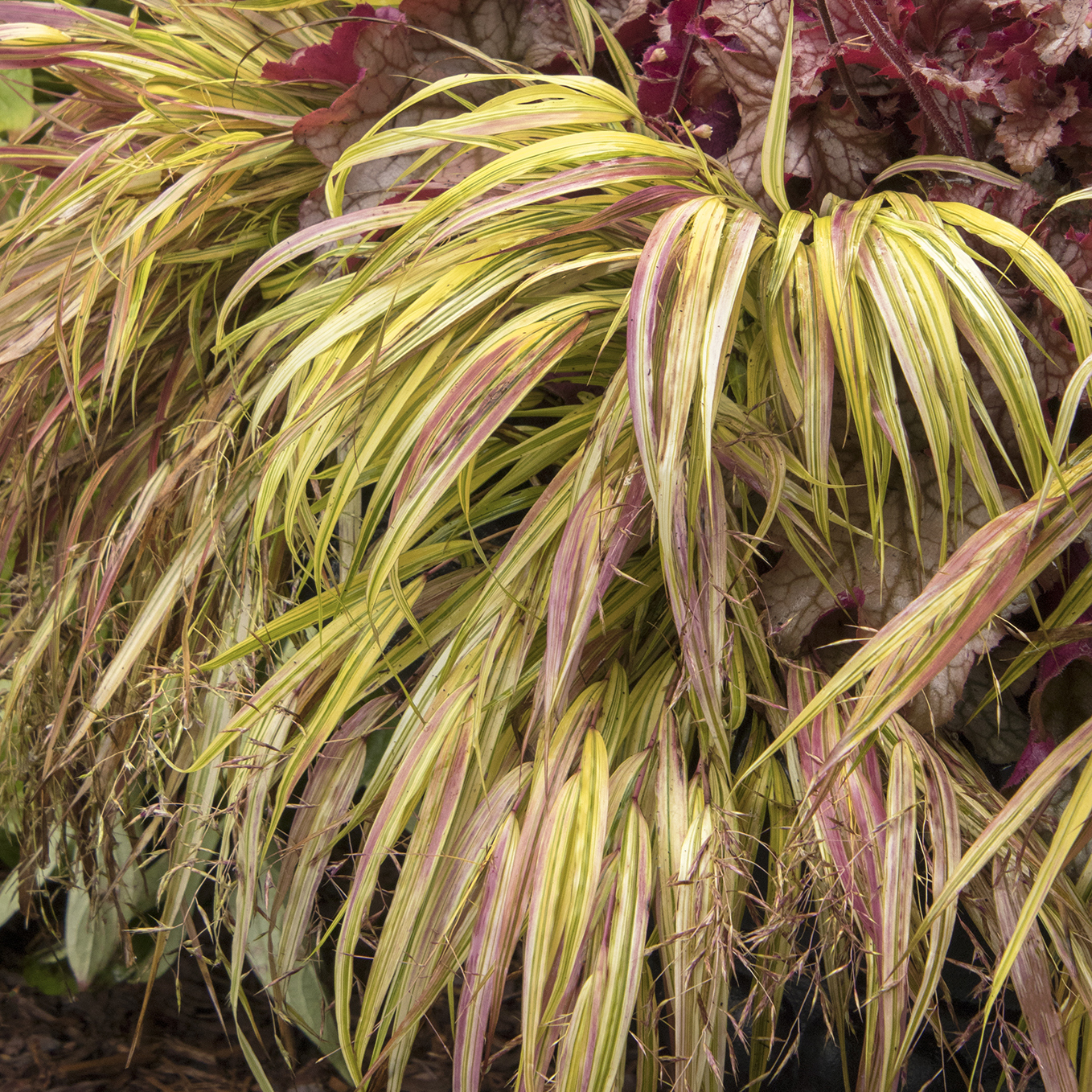 golden forest grass with pink tinge