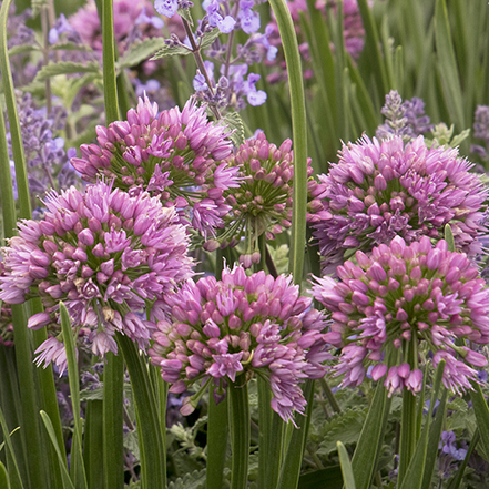 purple ornamental onion flowers