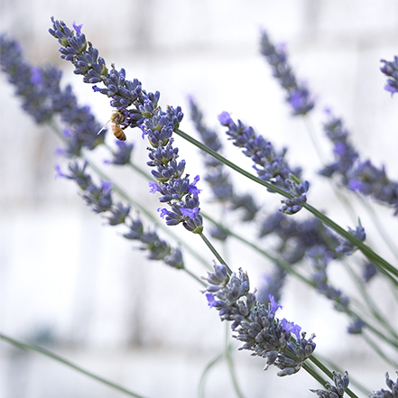 lavender flowers with bee