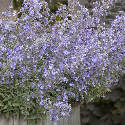 purple catmint flowers