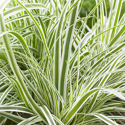 varoiegated green and white foliage of Evercolor® Everest Sedge
