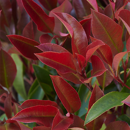 red and green leaves on red dynamo photinia