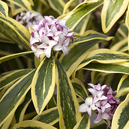 lavender daphne flowers and green and cream variegated leaves