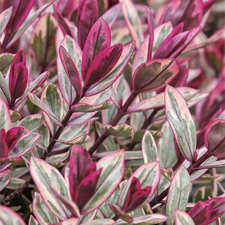 red, cream, and green hebe leaves