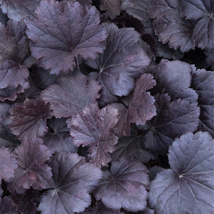 dark purple heuchera leaves
