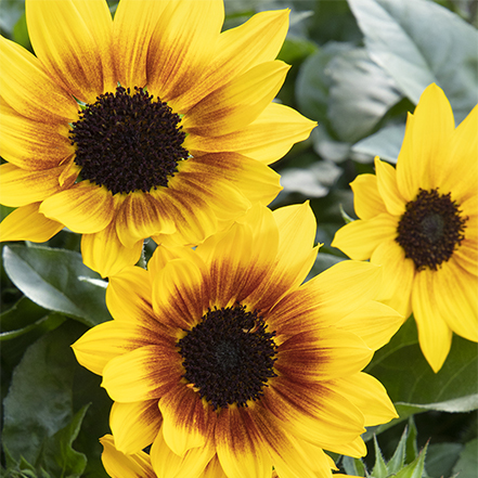 yellow sunflowers with brown center