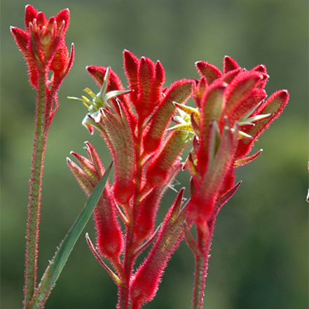 kangaroo paw red flowers