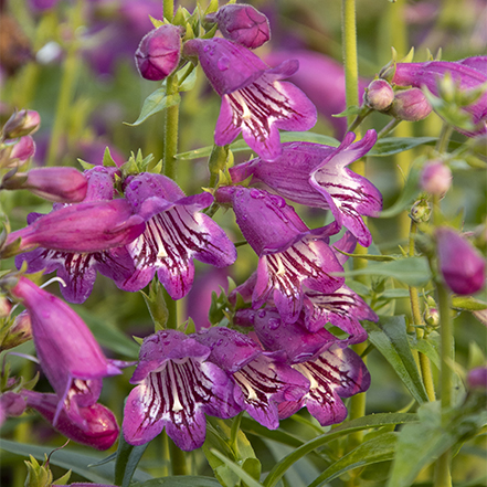 purple beardtongue flowers