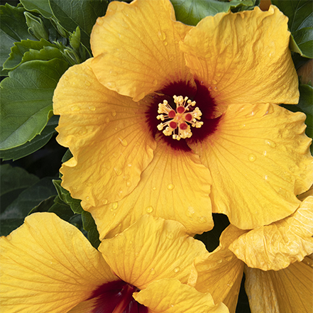 yellow hibiscus flower with deep red center