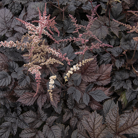deep purple-brown leaves of chocoolate shogun astillbe