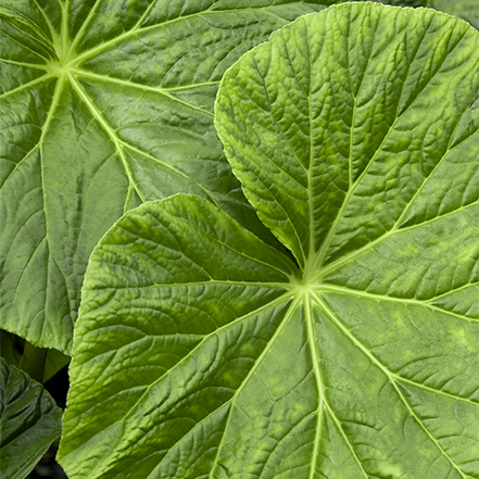 large green leaves of tectonic caldera begonia