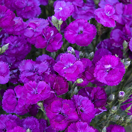 purple dianthus flowers