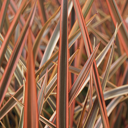 new zealand flax leaves with dark plum centers and creamy margins