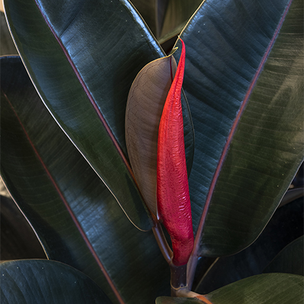 dark leaves and red sheath on abidjan rubber plant