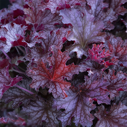 purple leaves of ruby tuesday heuchera