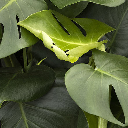 close-up of monstera or dwarf swiss cheese plant leaves