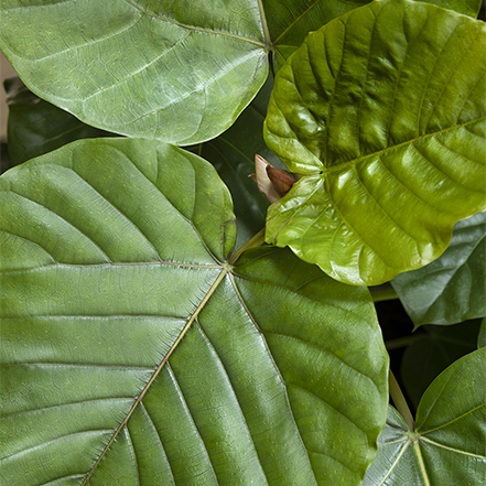 Ficus umbellata leaves