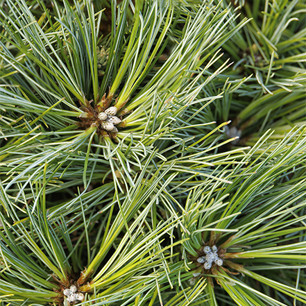 blue and green needles of blue shag white pine