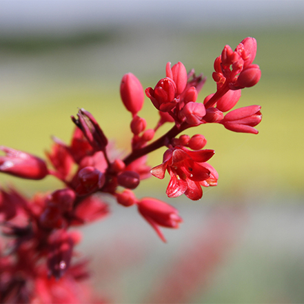 red yucca flowers