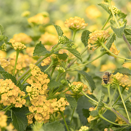 yellow lantana flowers with bee