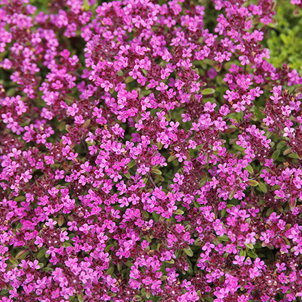 pink creeping thyme flowers