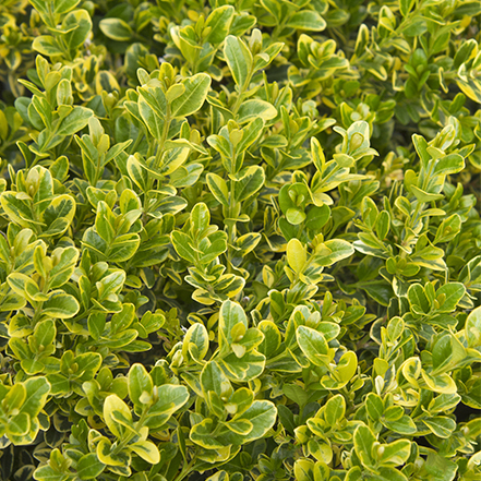 variegated green and yellow boxwood leaves