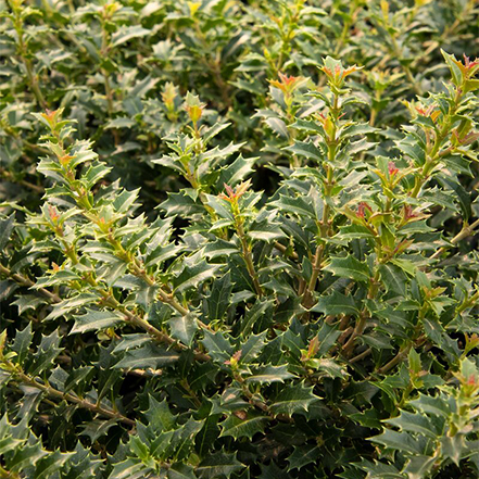 green, toothy leaves of osmanthus