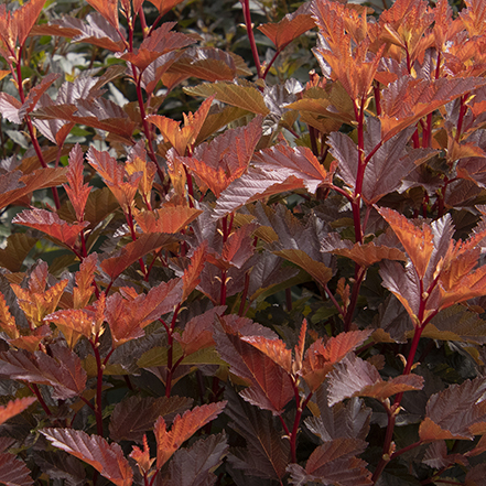 red ninebark foliage