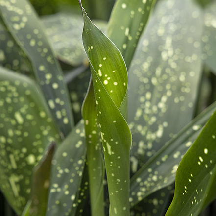 speckled glossy green foliage of cast iron plant