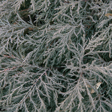 Carsten’s Wintergold Mugo Pine