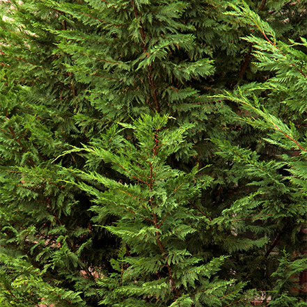 green cypress foliage