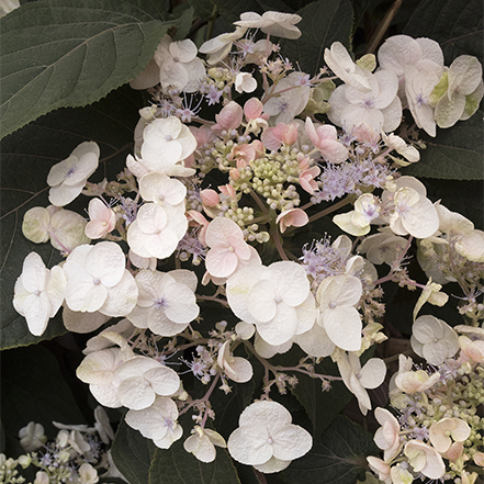 Plum Passion® Improved Hydrangea Image