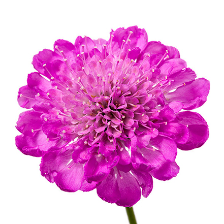 pink flower of pincushion