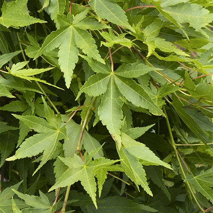 green leaves on ryusen weeping japanese maple