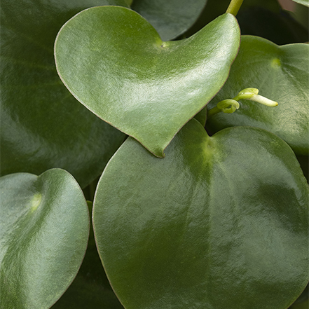 raindrop peperomia houseplant leaves