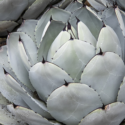 ice blue agave in front of windows with tall cactus and grass
