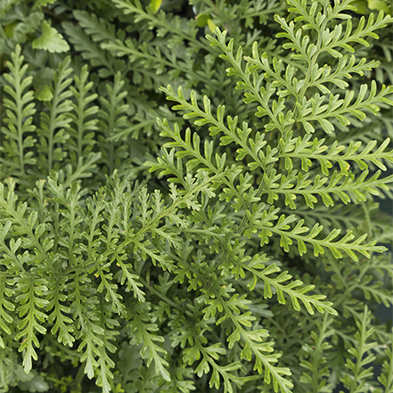 austral gem fern green foliage